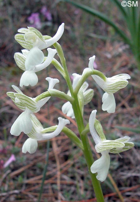 Orchis syriaca f. alba = Herorchis syriaca