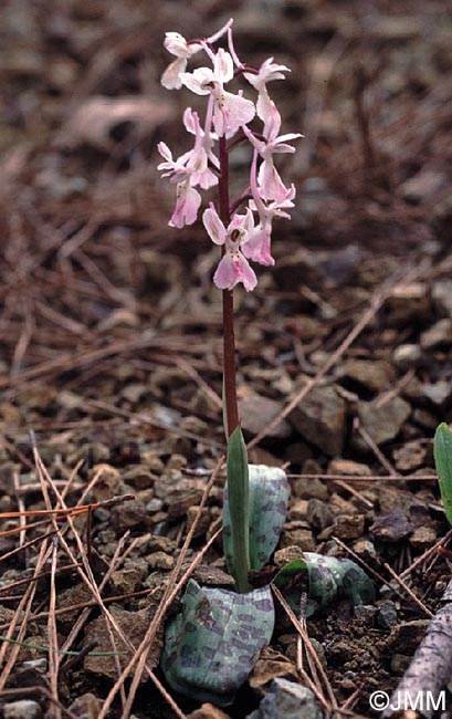 Orchis troodi = Androrchis troodi