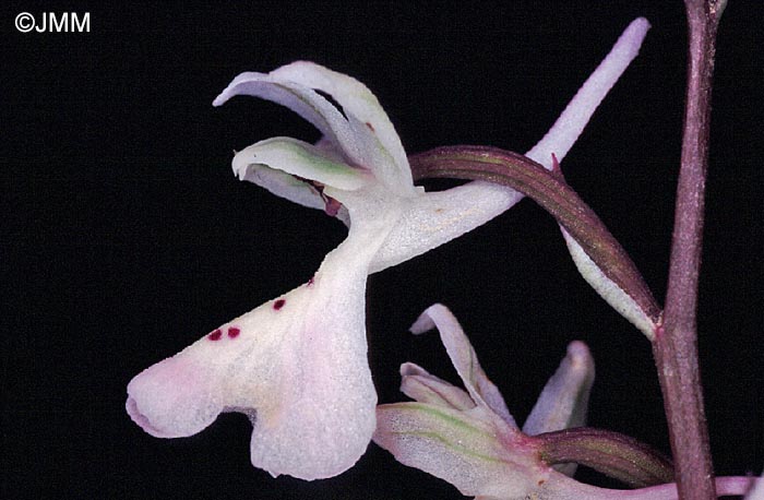 Orchis troodi = Androrchis troodi