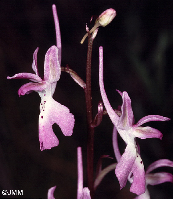 Orchis troodi