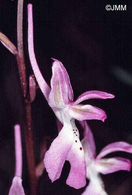Orchis troodi = Androrchis troodi