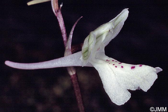 Orchis troodi = Androrchis troodi