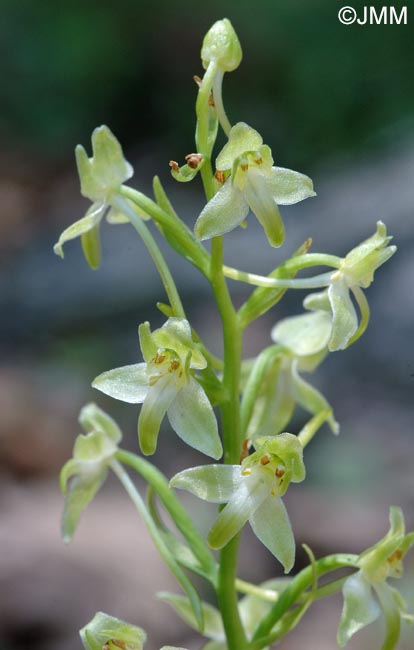 Platanthera holmboei