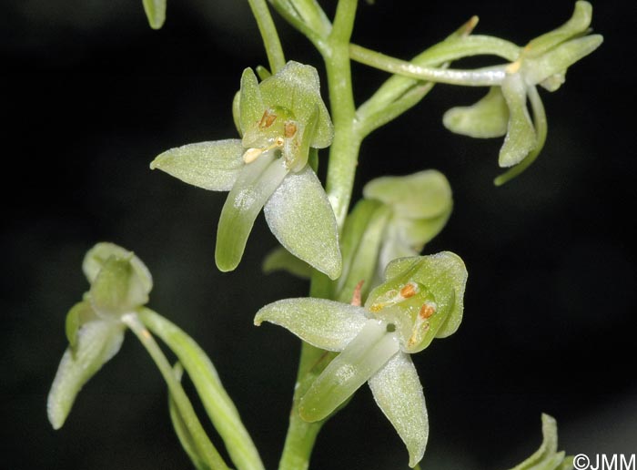 Platanthera holmboei