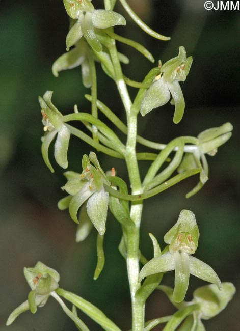 Platanthera holmboei