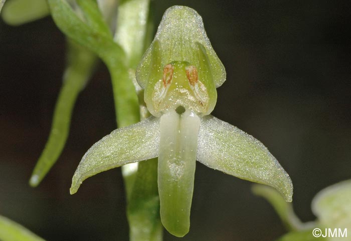Platanthera holmboei
