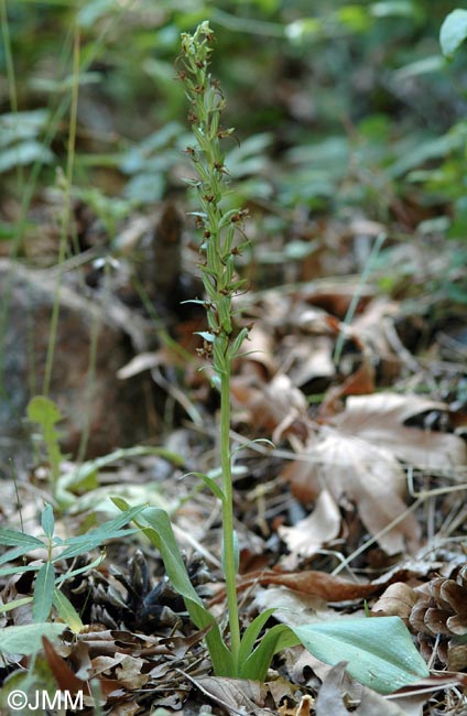 Platanthera holmboei