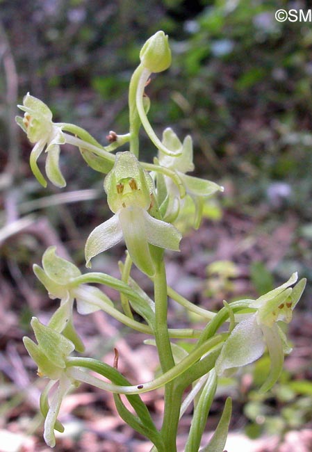 Platanthera holmboei