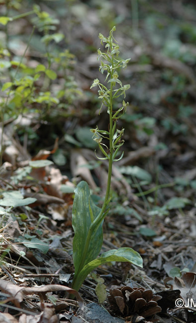 Platanthera holmboei