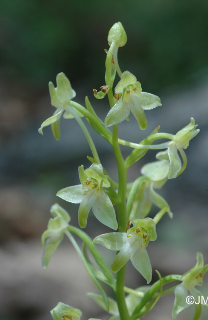 Platanthera holmboei