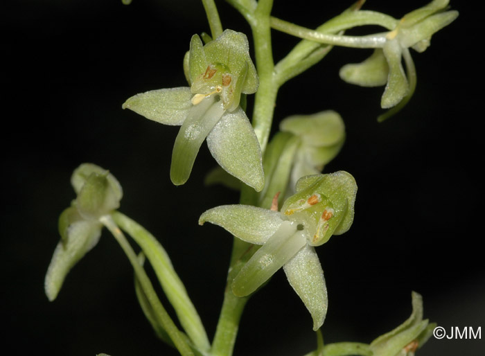 Platanthera holmboei