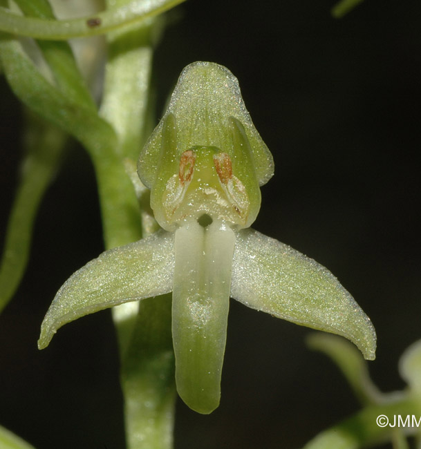 Platanthera holmboei