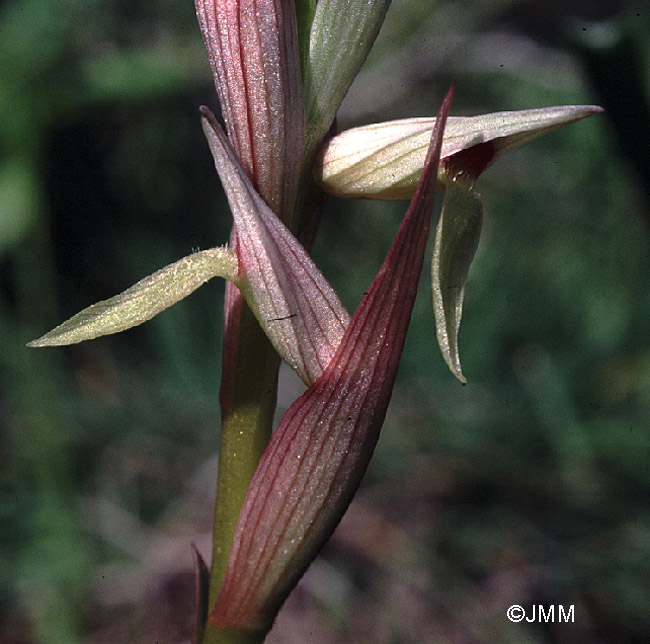 Serapias aphroditae f. alba