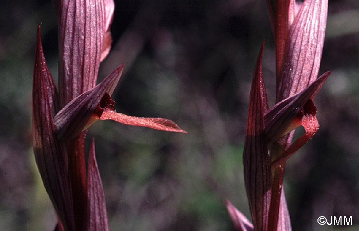 Serapias aphroditae