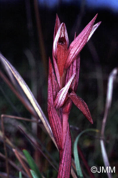 Serapias bergonii 