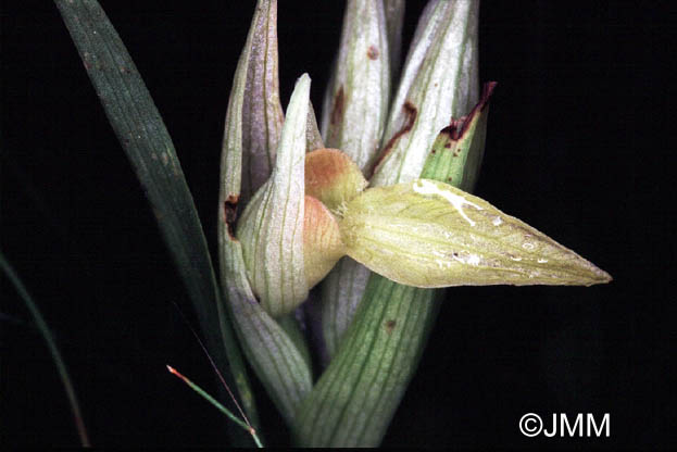 Serapias levantina f. alba