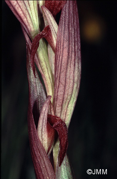 Serapias aphroditae