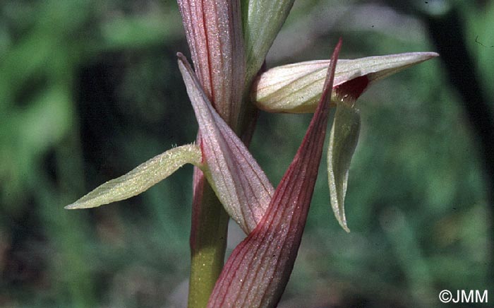 Serapias aphroditae f. alba