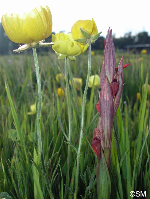 Serapias aphroditae et Ranunculus asiaticus