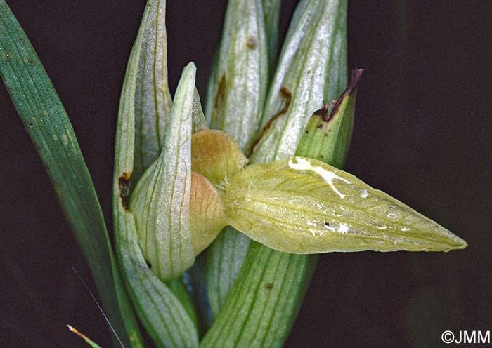 Serapias levantina f. alba