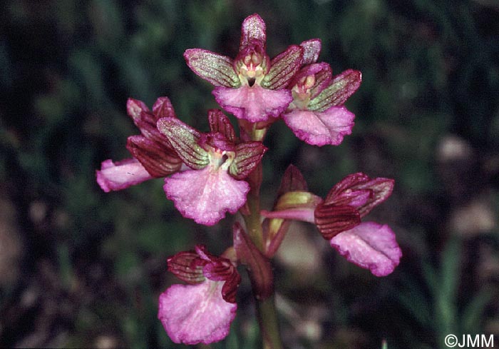 Vermeulenia palaestina