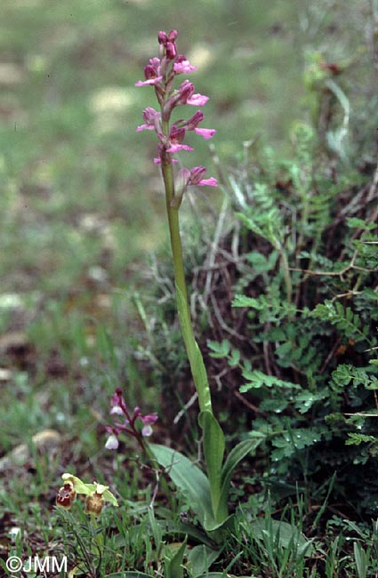 Vermeulenia palaestina