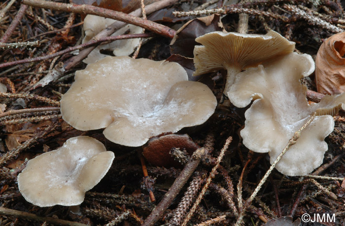 Clitocybe ditopa 