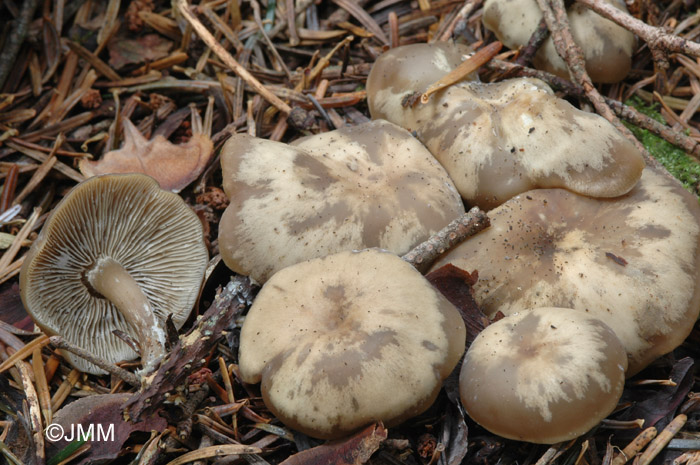 Clitocybe ditopa