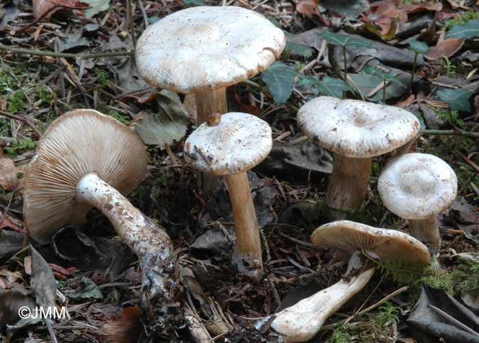 Clitocybe inornata