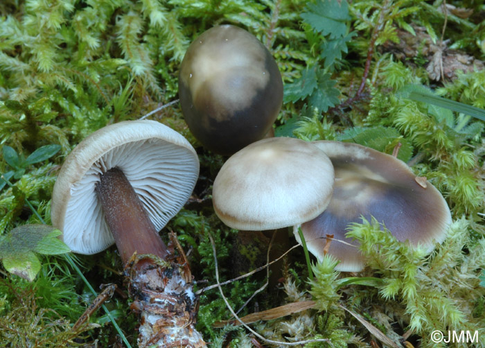 Rhodocollybia butyracea