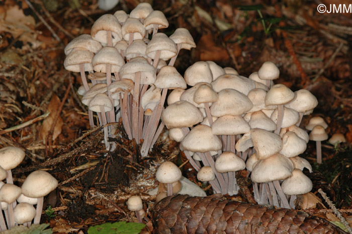 Gymnopus confluens