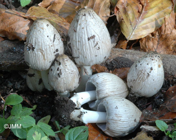 Coprinus atramentarius