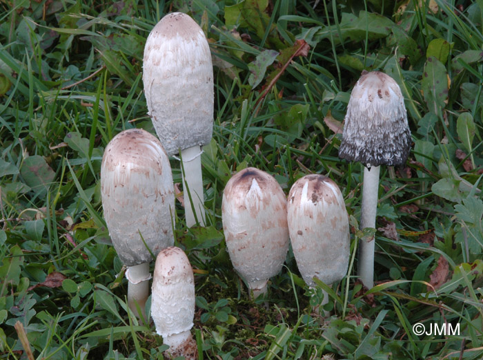 Coprinus comatus