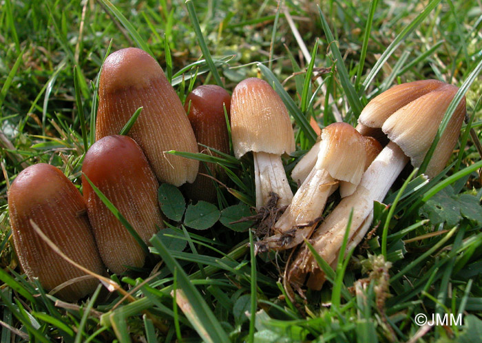 Coprinus micaceus