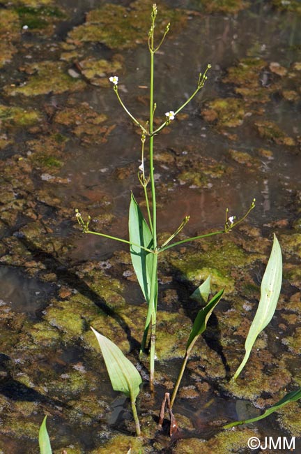 Alisma lanceolatum