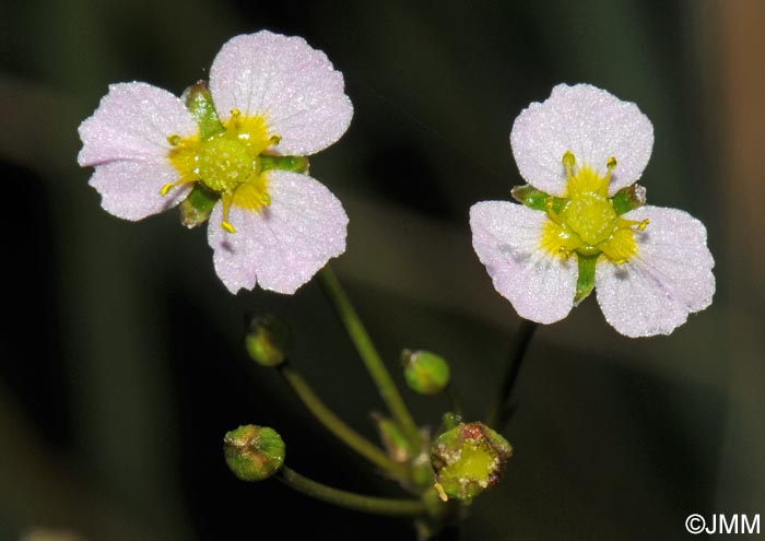 Alisma lanceolatum