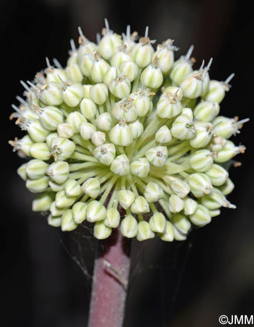 Allium commutatum