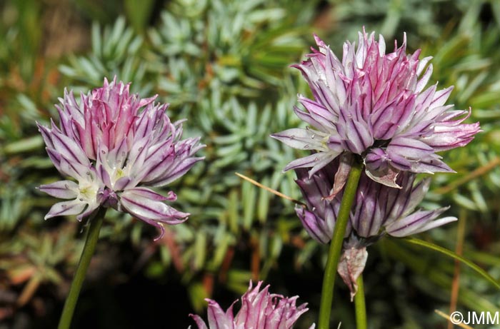 Allium schoenoprasum