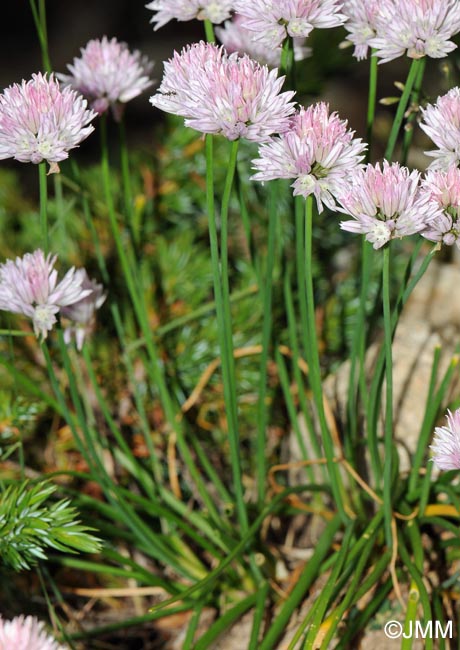 Allium schoenoprasum