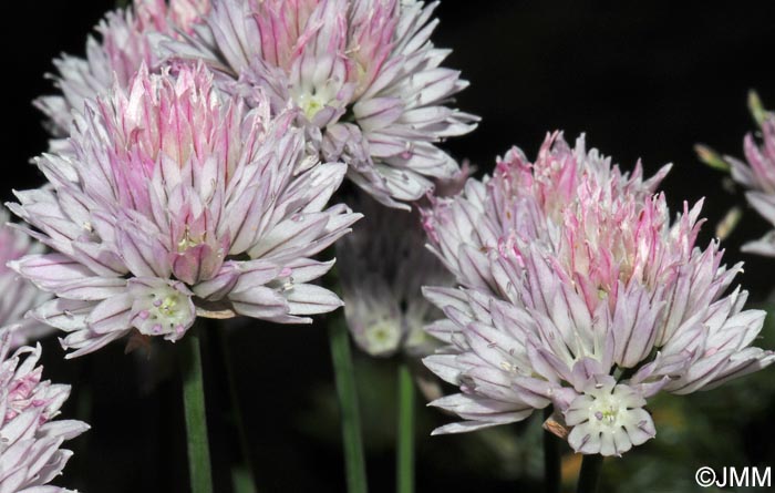 Allium schoenoprasum