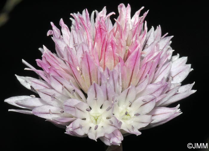 Allium schoenoprasum