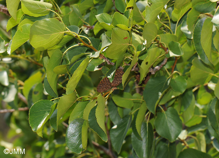 Alnus cordata