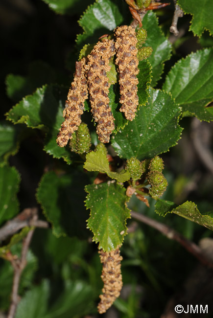 Alnus alnobetula subsp. suaveolens