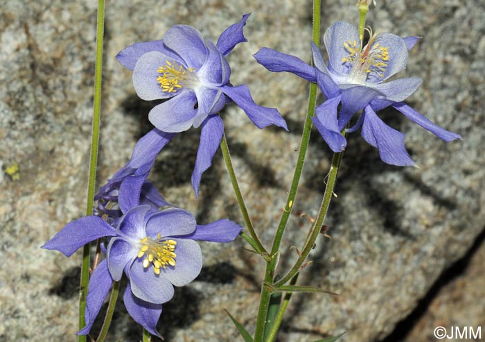 Aquilegia bernardii