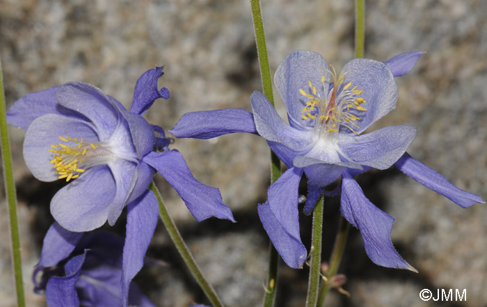 Aquilegia bernardii