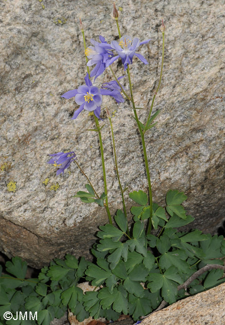 Aquilegia bernardii