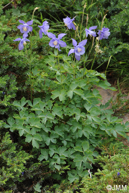 Aquilegia bernardii