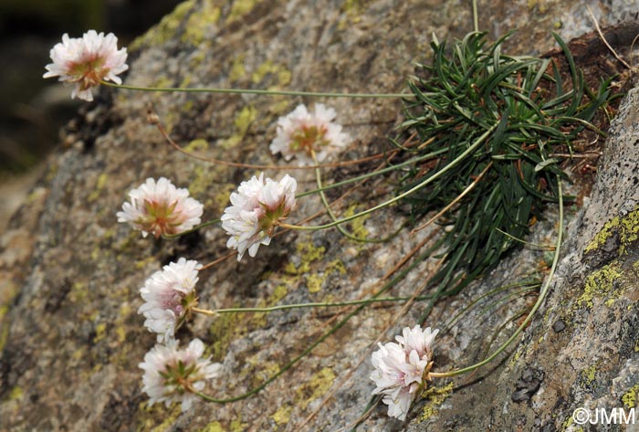 Armeria leucocephala