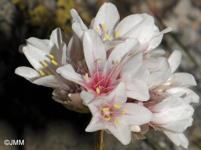 Armeria leucocephala