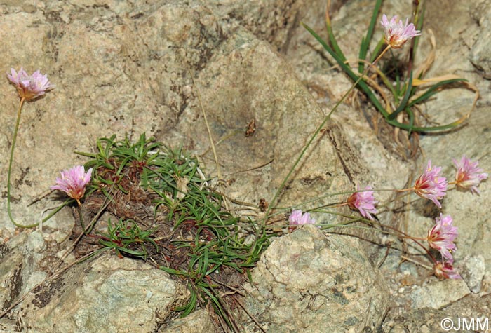 Armeria leucocephala